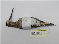 藏品(中地鷸)的圖片